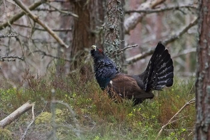 O que a perdiz de madeira come? Grouse de madeira (ave): foto e descrição