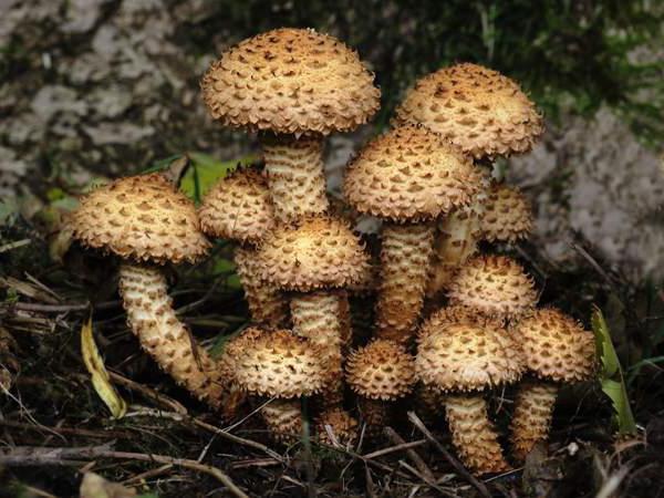 Galinha escamosa (Pholiota squarrosa): um cogumelo comestível: uma descrição onde cresce