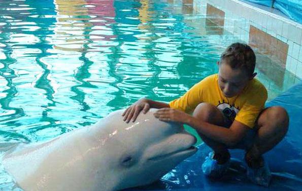 Dolphinarium in Rostov-on-Don: descrição, foto