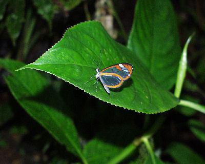 disciplina ecologia e tarefas