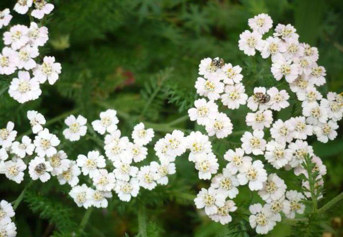 onde yarrow cresce