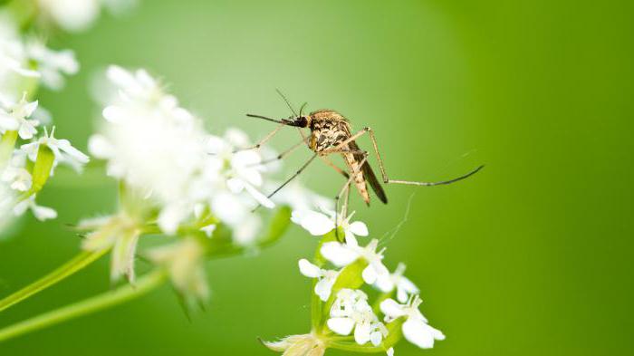 até que nível voar mosquitos e moscas