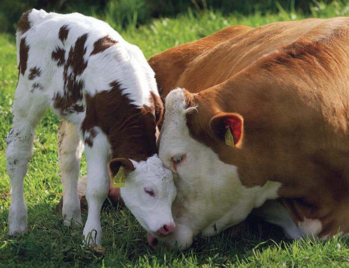 como nascer em uma vaca doméstica 