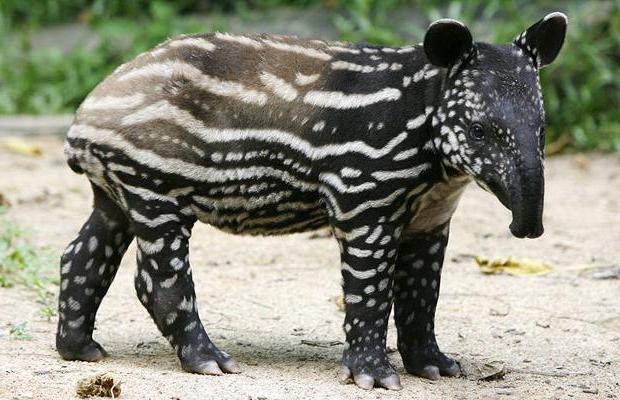 Cada animal trançado é inestimável, e a humanidade pode salvar as espécies restantes!