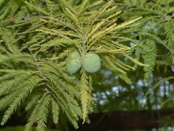 Pântano de Cypress: descrição, plantio e cuidado