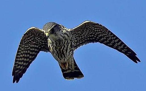 Pássaro Gyrfalcon da tundra