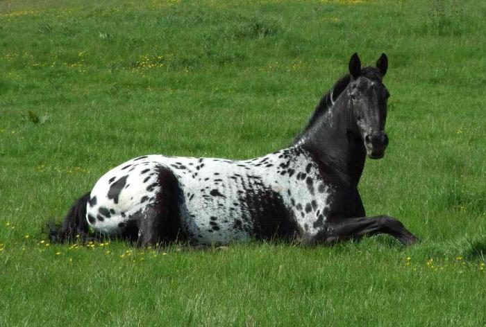 leopardo de cavalo appaloosa 