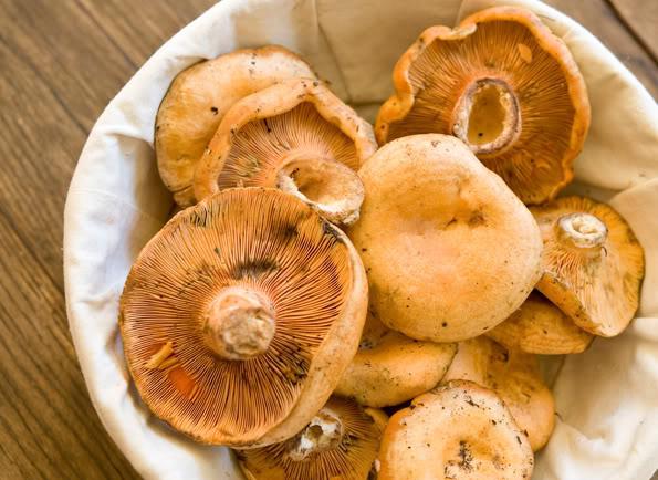 Amantes da floresta espaços abertos para notar: que cogumelos Bashkiria comestíveis, e que - não!