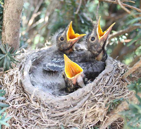 Sinais populares de primavera