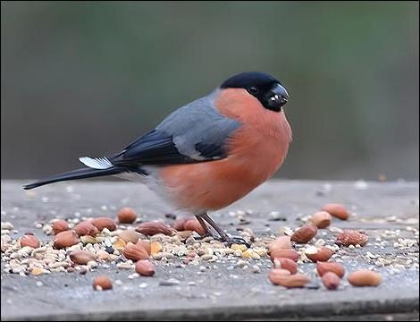 Por que as rãs são chamadas de bullfinches? Nós vamos descobrir!