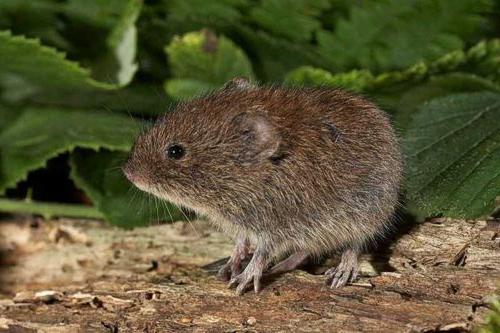 do que comer um rato ratazanas