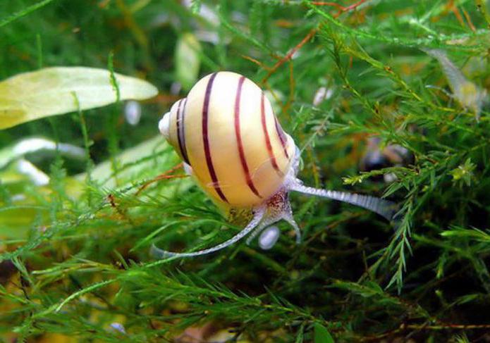 Caracol de água doce: que tipo de perigo representa?