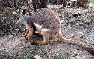 Áreas naturais da Austrália - muitos desertos e poucas florestas