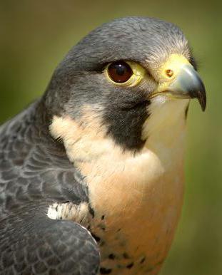 águia de falcão peregrino 