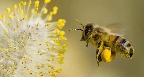 abelhas trabalhando abelhas para iniciantes