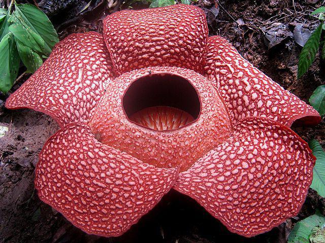 Rafflesia (flower): descrição e foto