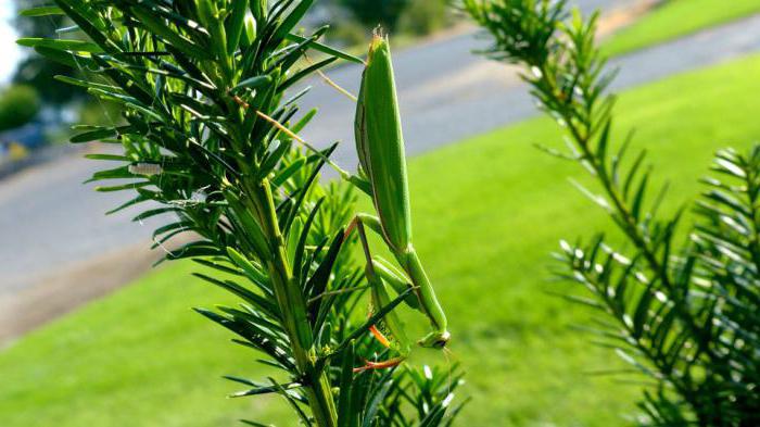 mantises atacaram moscou