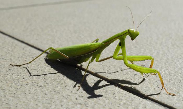 rezando mantises em Moscou