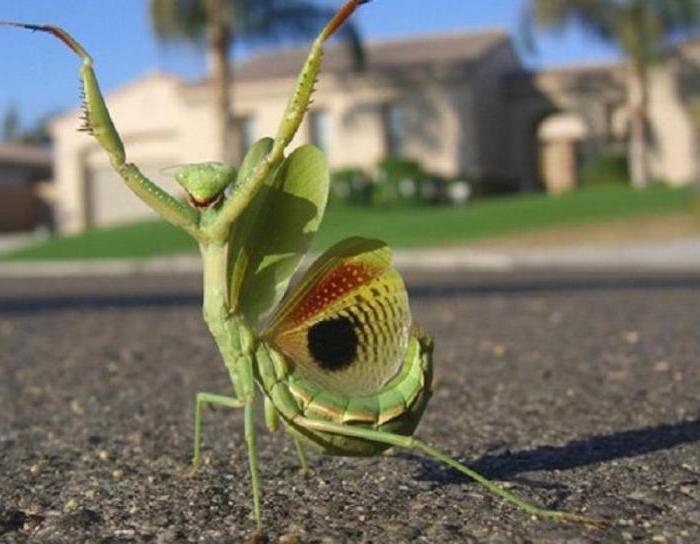 onde os mantis apareceram em Moscou