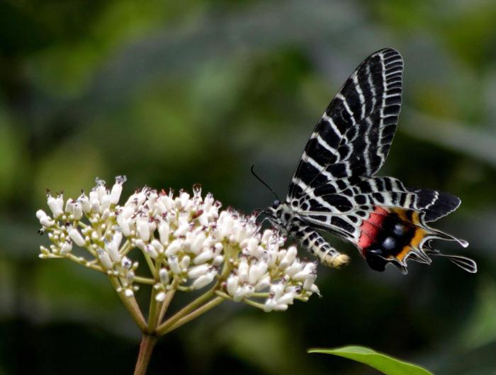 o nome da mais bela borboleta