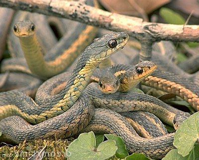 cobras da foto da região de Rostov