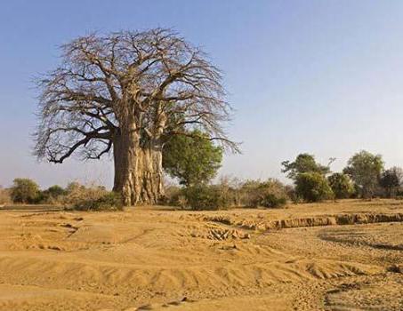 savanas e bosques