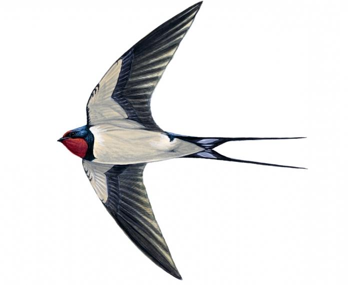 Swift and Swallow Difference