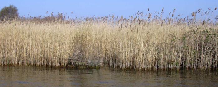 junco