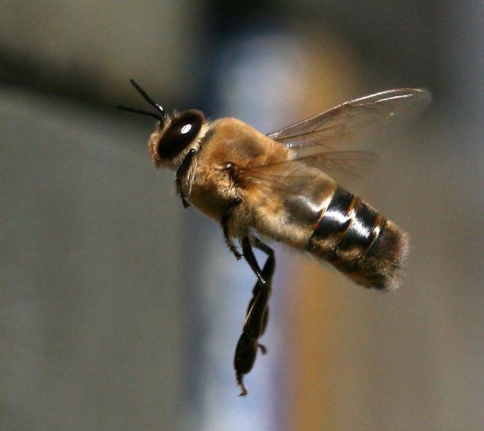 O drone é a abelha macho