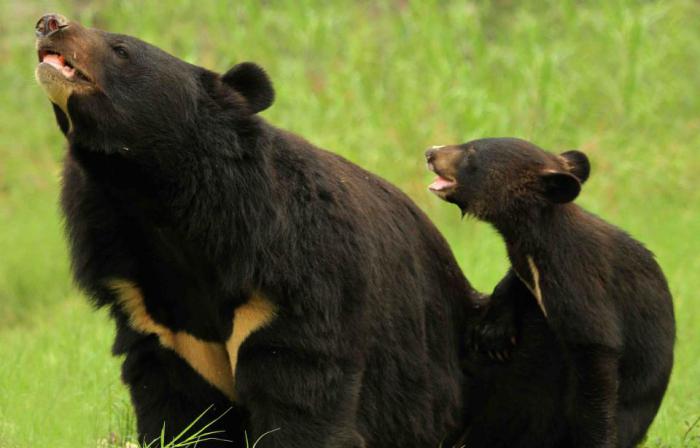 a aparência de um urso