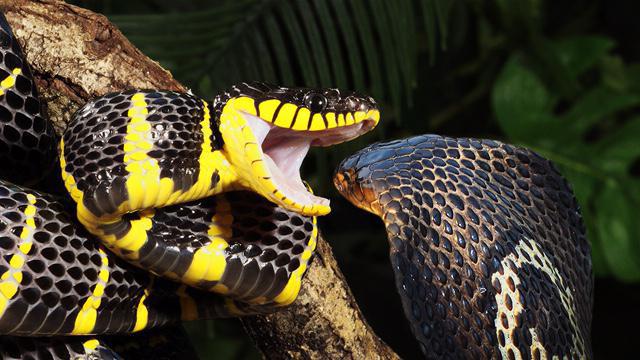 cobra com uma cabeça amarela