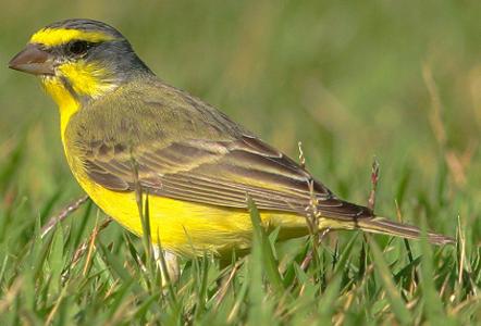 Wildlife: chizh é um pássaro cantando!