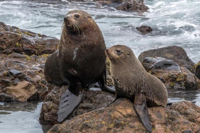 Animais da Nova Zelândia: descrição e foto