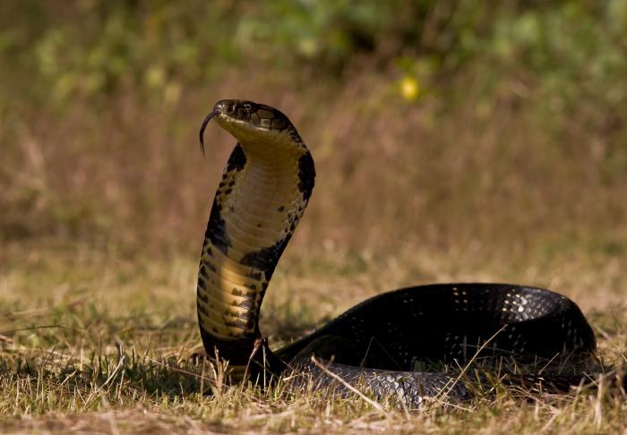 Cobra de cobra - fatos interessantes. A cobra real como uma cobra é muito perigosa e rápida