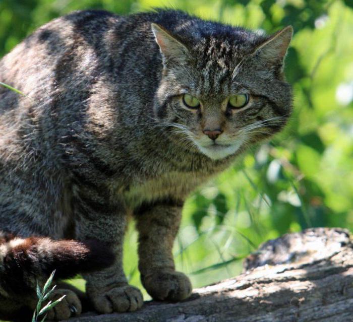 animais domesticados