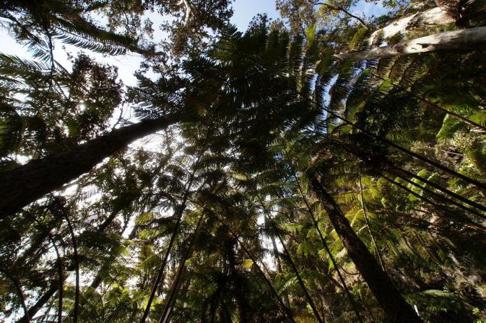 estudo florestal