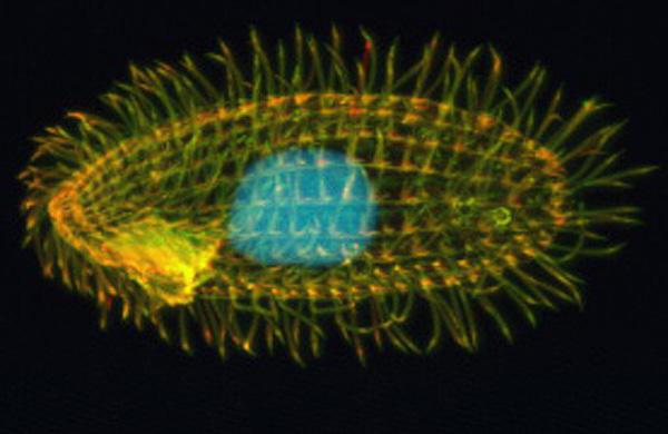 estrutura celular dos protozoários