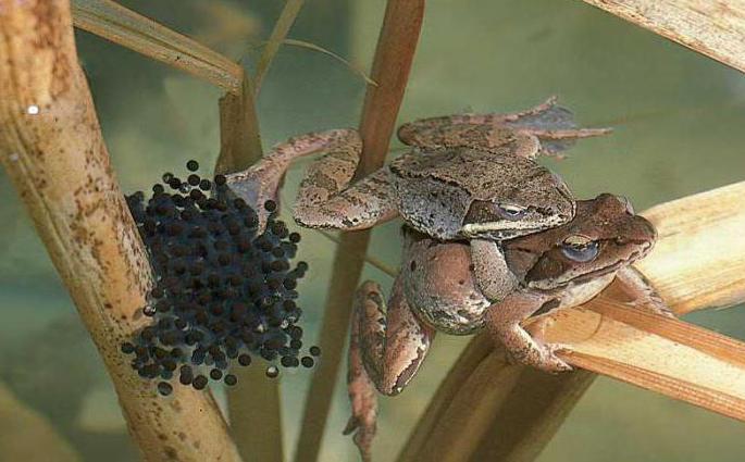 fertilização in vitro