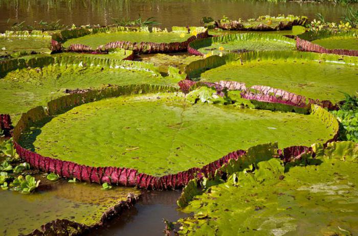 coordenadas da planície amazônica