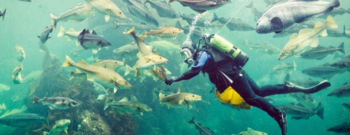 em que ano inventou scuba