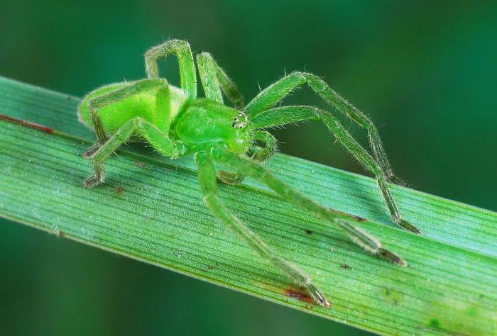 foto de aranha verde 