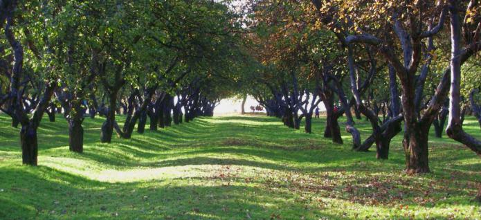 onde no pomar de maçãs Kolomna