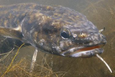 pesca em outubro no rio Volga 