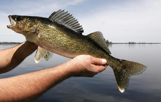 Pesca de poleiro de lúcio