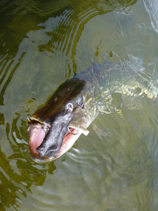 Pike no final de abril na fiação