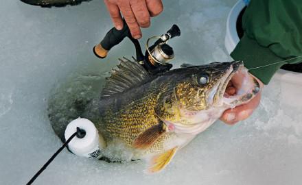 Tackles para pegar zander no inverno com suas próprias mãos