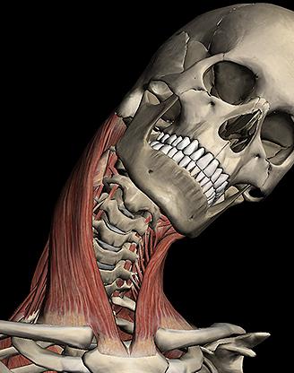 Músculo mama-clavicular-mastóide: o principal papel no corpo humano