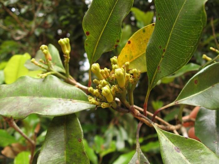 propriedades de cura especiarias cravo