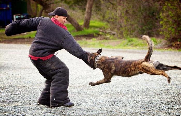 primeiros socorros para mordidas de cachorro