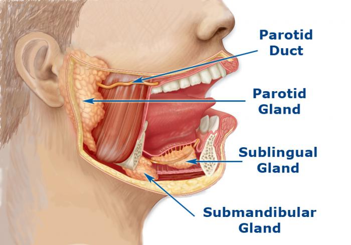 glândulas digestivas do estômago